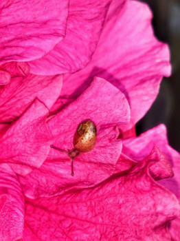 Escargot or En el sitio ARTactif