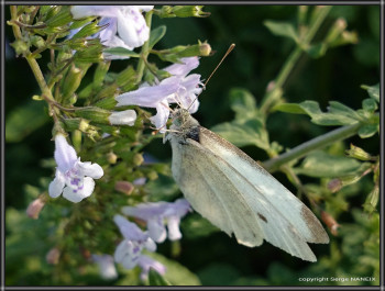 Papillon En el sitio ARTactif