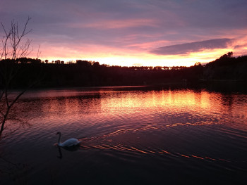 Le cygne du lac En el sitio ARTactif