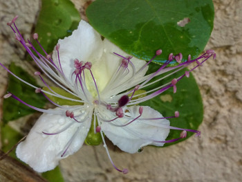 Fleur de caprier 2 En el sitio ARTactif