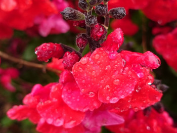 Rosée du matin En el sitio ARTactif