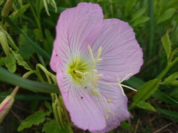 Oenothera speciosa En el sitio ARTactif