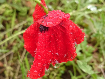 Coquelicot sous la pluie En el sitio ARTactif