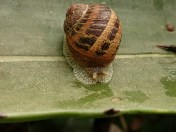 Escargot pluie En el sitio ARTactif