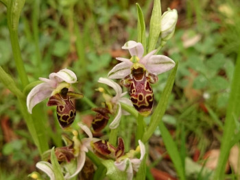 Orchidée En el sitio ARTactif