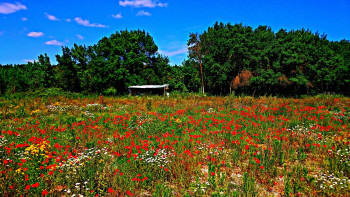 Fleurs des champs En el sitio ARTactif