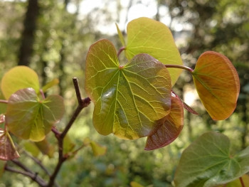 Nervures feuilles En el sitio ARTactif