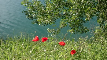 Coquelicots au bord de l'eau En el sitio ARTactif