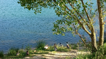 La danse des canards En el sitio ARTactif