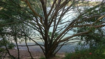 Sa majesté l'arbre 2 En el sitio ARTactif