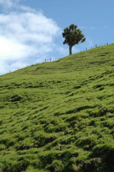 Obra contemporánea nombrada « Arbre dans un champs », Hecho por FLOPHOTOGRAPHE