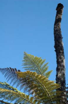 Obra contemporánea nombrada « Plante et tronc », Hecho por FLOPHOTOGRAPHE