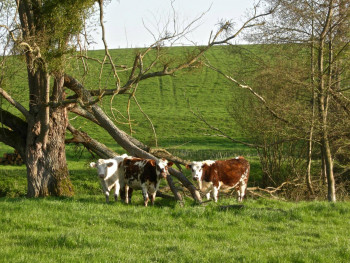 Obra contemporánea nombrada « Arbre cassé aux vaches  », Hecho por ADRIENNE JALBERT