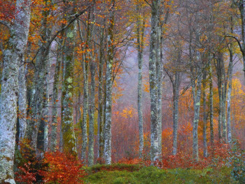 Obra contemporánea nombrada « Arc en Bois................ », Hecho por PHILIPPE BERTHIER