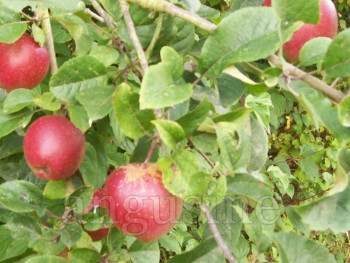Obra contemporánea nombrada « pommes rouges », Hecho por ANGUS