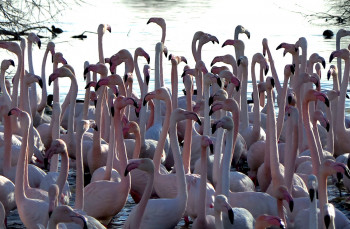 Obra contemporánea nombrada « Flament rose. Parc national de Camargue », Hecho por DOMINIQUE LEROY