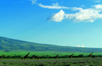 Obra contemporánea nombrada « Troupeau de girafe kenya. 1 », Hecho por DOMINIQUE LEROY