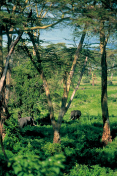 Obra contemporánea nombrada « Couple d'éléphants dans le cratère du N'Gorongoro. Tanzanie », Hecho por DOMINIQUE LEROY