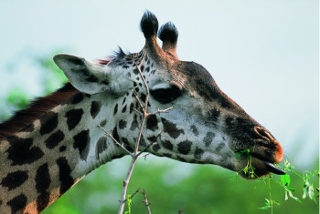 Obra contemporánea nombrada « Girafe. Kenya », Hecho por DOMINIQUE LEROY