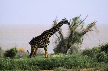 Obra contemporánea nombrada « Girafe du Kenya », Hecho por DOMINIQUE LEROY