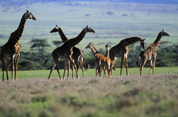 Obra contemporánea nombrada « Troupeau de girafe kenya. 2 », Hecho por DOMINIQUE LEROY