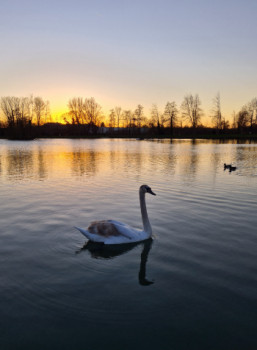 Obra contemporánea nombrada « Le cygne de la Hotoie », Hecho por JM LE SAMARIEN