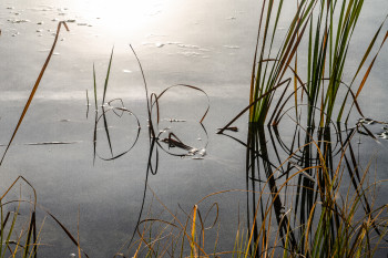 Obra contemporánea nombrada « LES REFLETS DANS L'EAU », Hecho por ELISABETH