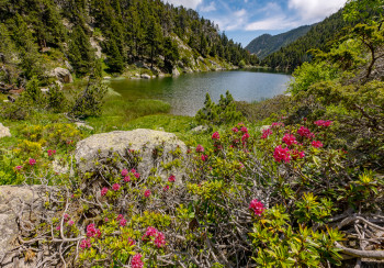 Obra contemporánea nombrada « Lac de la Balmette et Rodhodendrons en fleurs », Hecho por FRéDéRIC REVEL