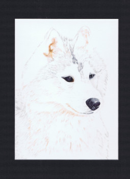 Obra contemporánea nombrada « Portrait chien husky - WHISKY », Hecho por MIHA