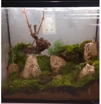Obra contemporánea nombrada « Premier terrarium », Hecho por STEPHANE BART