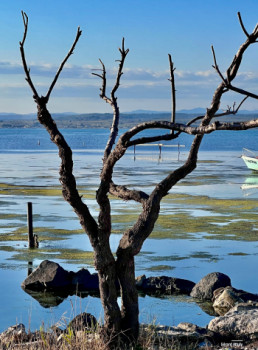 Obra contemporánea nombrada « Arbre d’hiver », Hecho por UN REGARD SUR SèTE