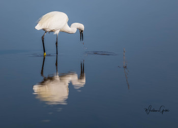 Obra contemporánea nombrada « AIGRETTE GARZETTE », Hecho por WILLIAMSPHOTOGRAPHIE