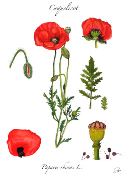 Obra contemporánea nombrada « Coquelicot - planche de botanique », Hecho por SALSA