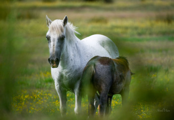 Obra contemporánea nombrada « CHEVAUX CAMARGUAIS », Hecho por WILLIAMSPHOTOGRAPHIE