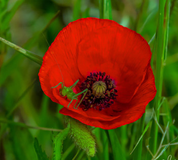 Obra contemporánea nombrada « COQUELICOT », Hecho por WILLIAMSPHOTOGRAPHIE