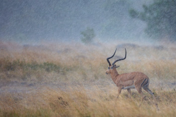 Obra contemporánea nombrada « Impala sous l'orage », Hecho por GEORGES BARRé