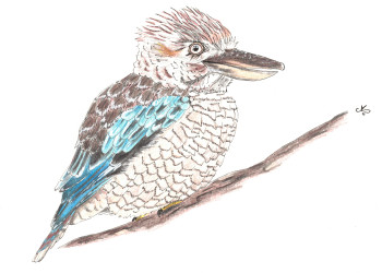 Obra contemporánea nombrada « Kookaburra », Hecho por LAURA RENAUDIN