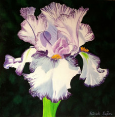 iris