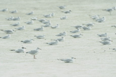 mouettes-sur-terre