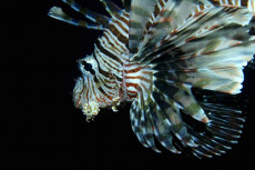 pterois-volitans-2