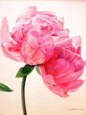 pivoine-3