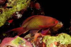 anthias