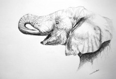 dessin-delephant