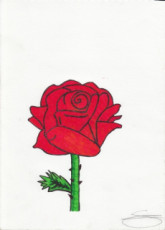 la-rose