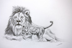 dessin-de-lion-et-lionceau