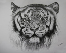 dessin-de-tigre