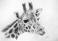 girafe