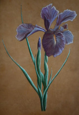 iris-2011