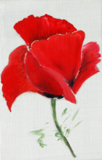 coquelicot