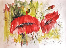 les-poppies